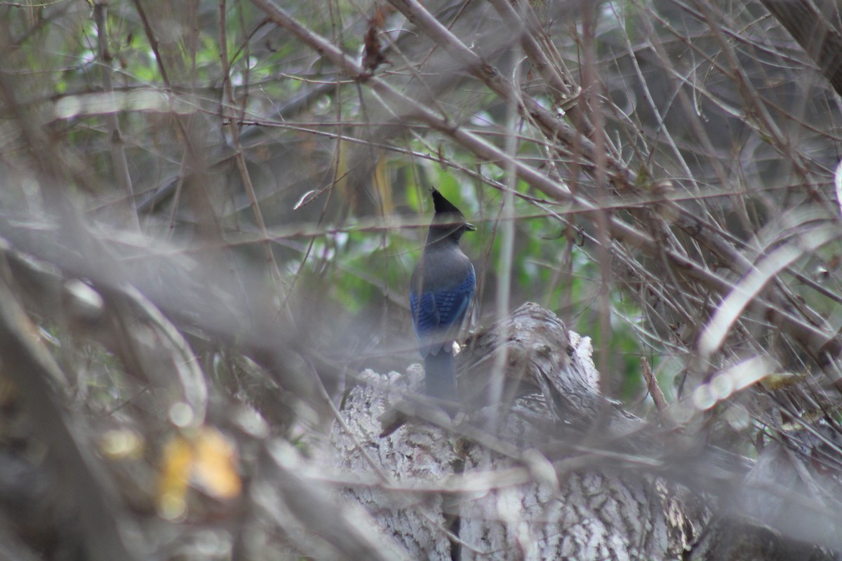 Steller's Jay (Southwest Interior) - ML645189038