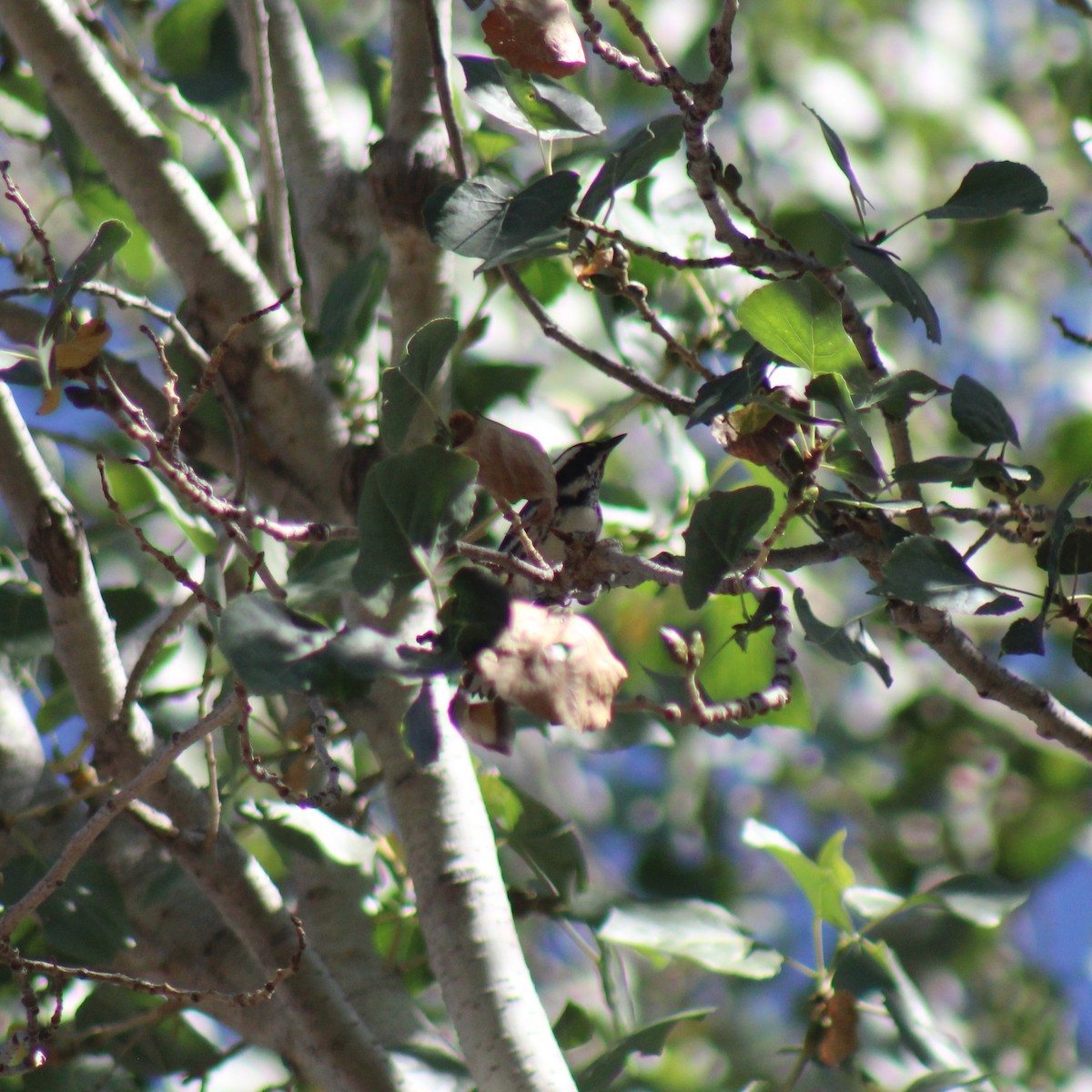 Black-throated Gray Warbler - ML645189042