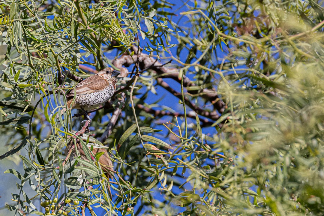 Scaly-breasted Munia - ML645189047