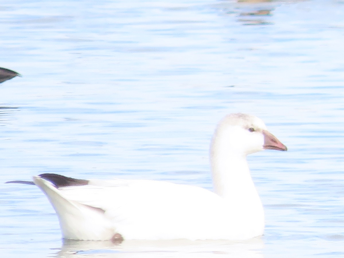 Snow x Ross's Goose (hybrid) - ML645189048