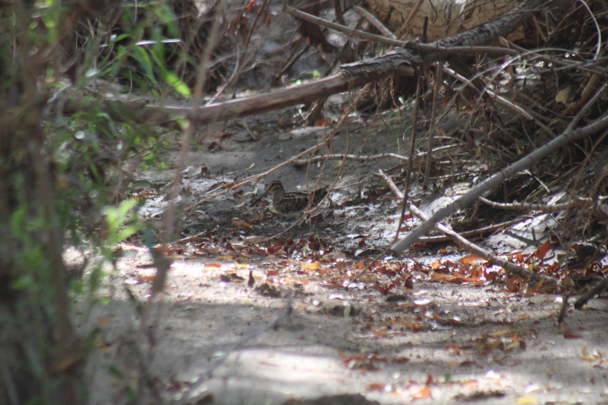 Wilson's Snipe - ML645189049
