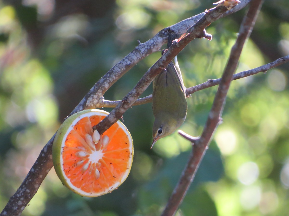 Червоїд світлобровий - ML645189053