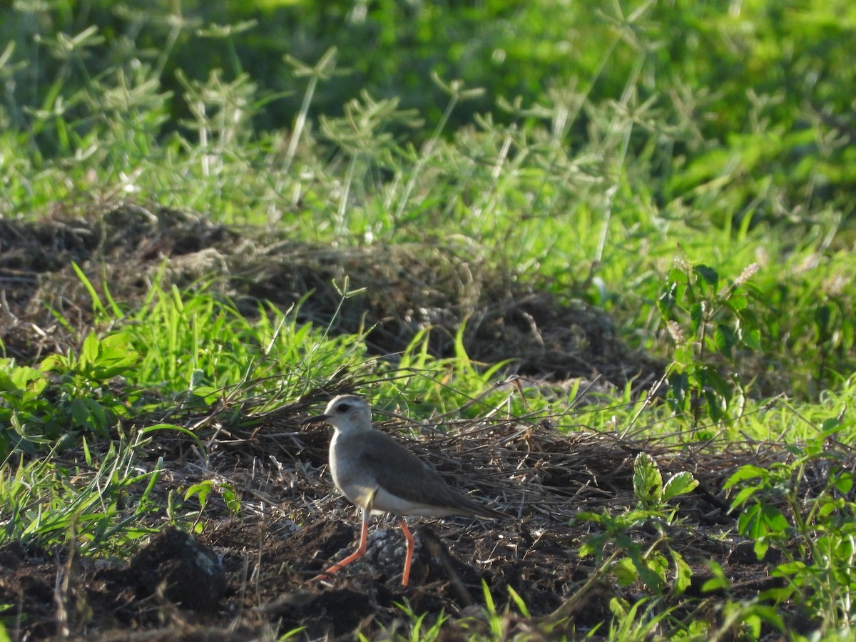 Oriental Plover - ML645189054