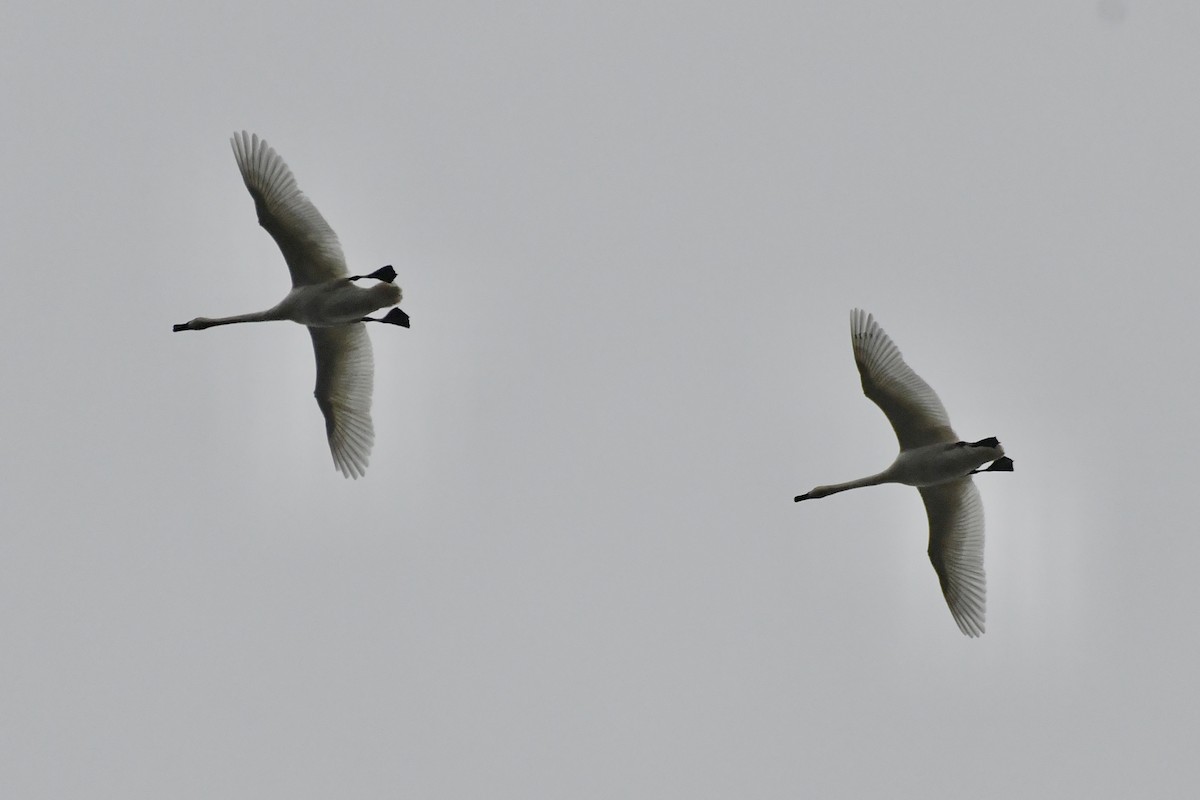 Trumpeter Swan - ML645189056