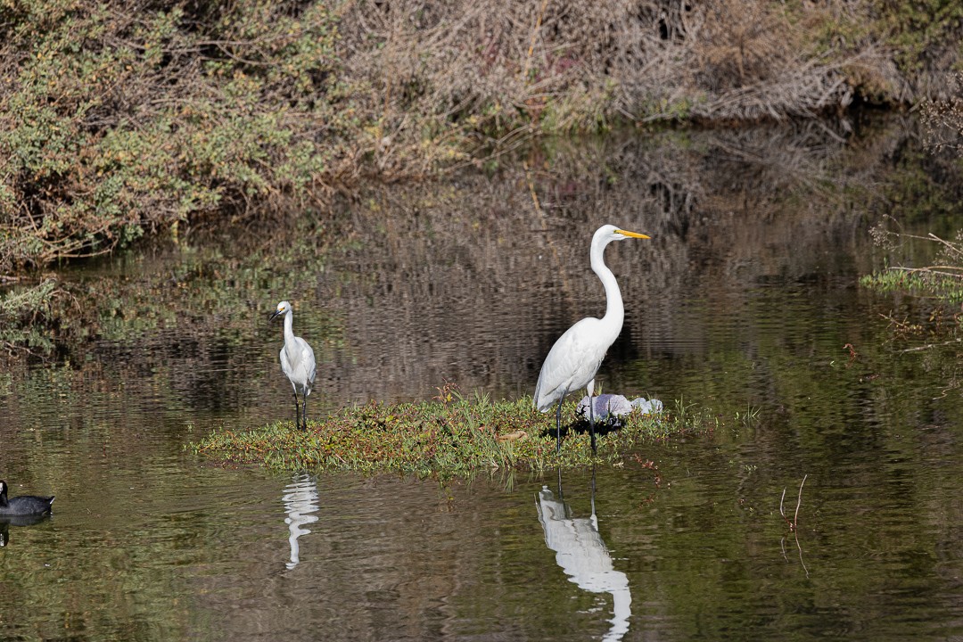 Great Egret - ML645189059
