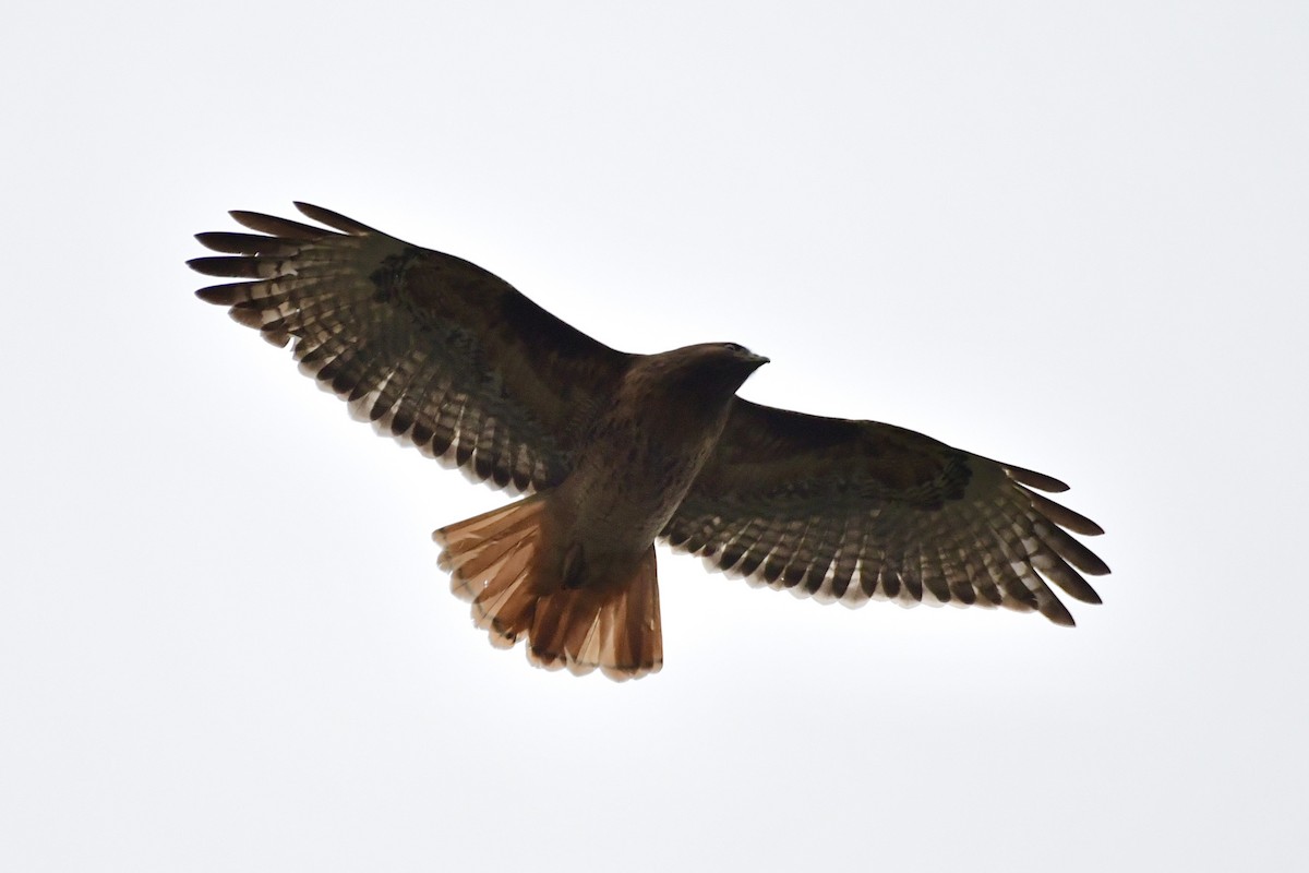 Red-tailed Hawk - ML645189065
