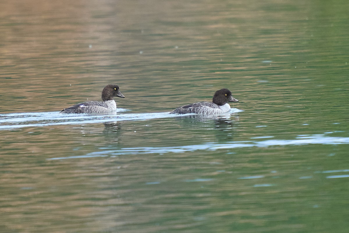Barrow's Goldeneye - ML645189069