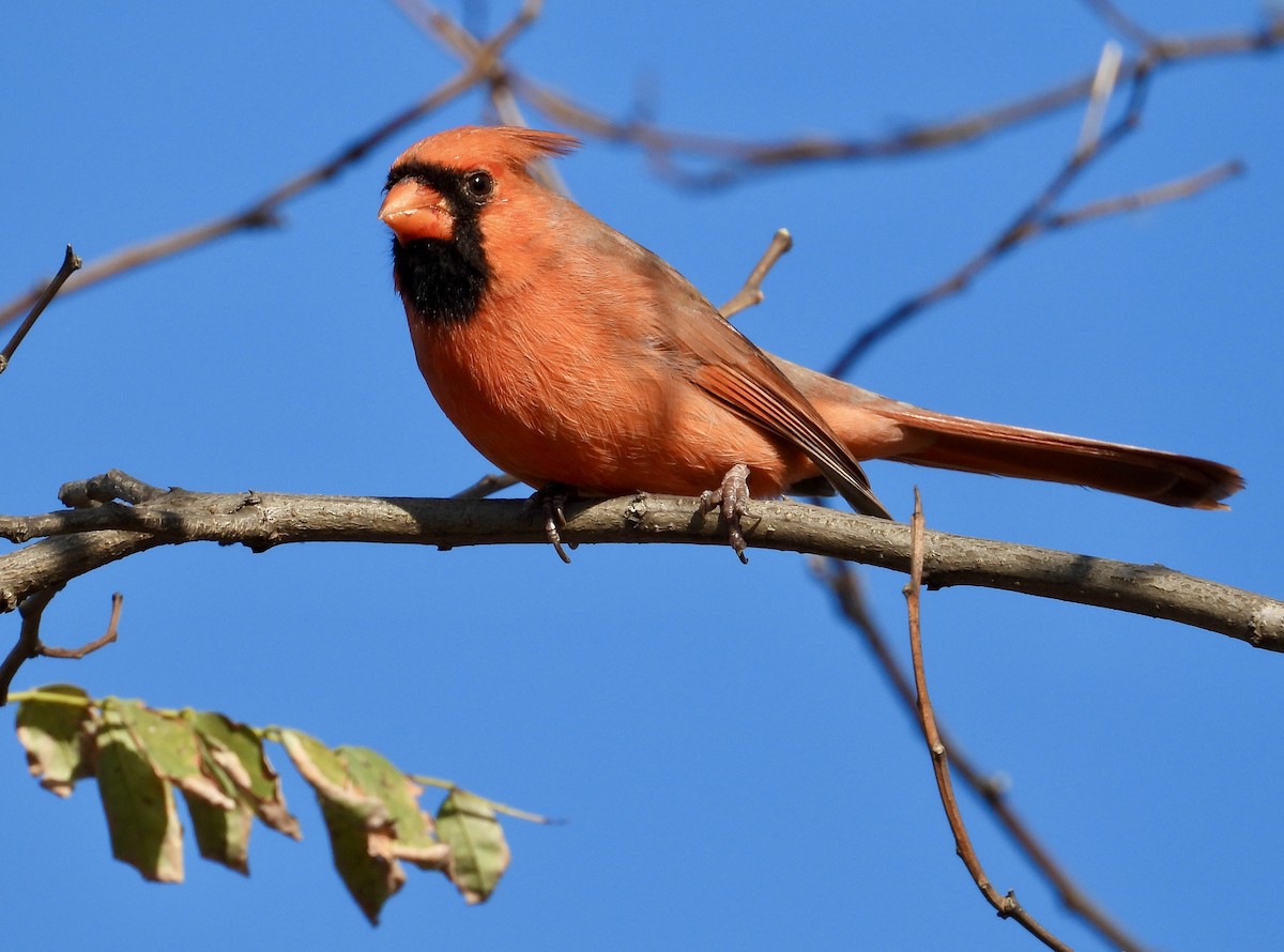 Northern Cardinal - ML645189078