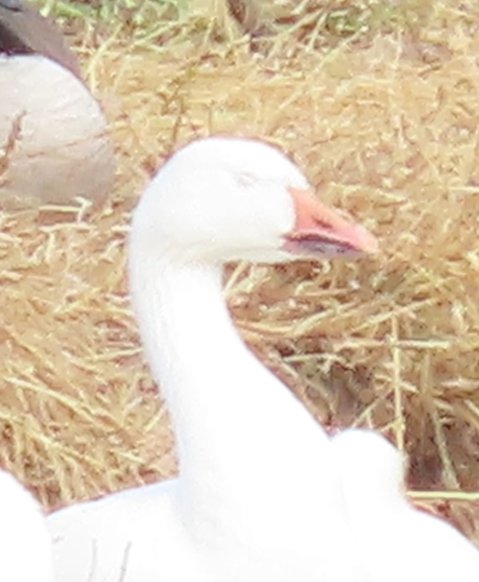 Snow Goose - ML645189084