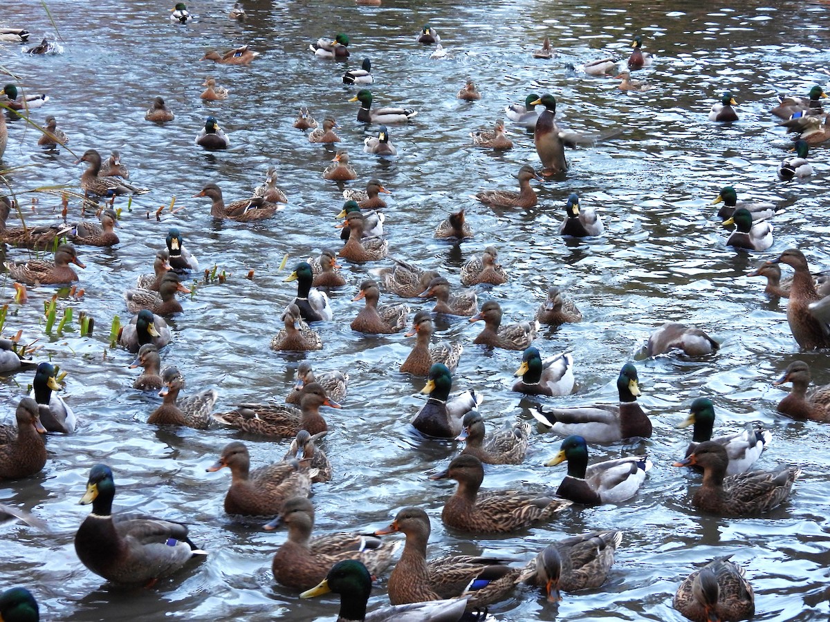 Mallard - ML645189097