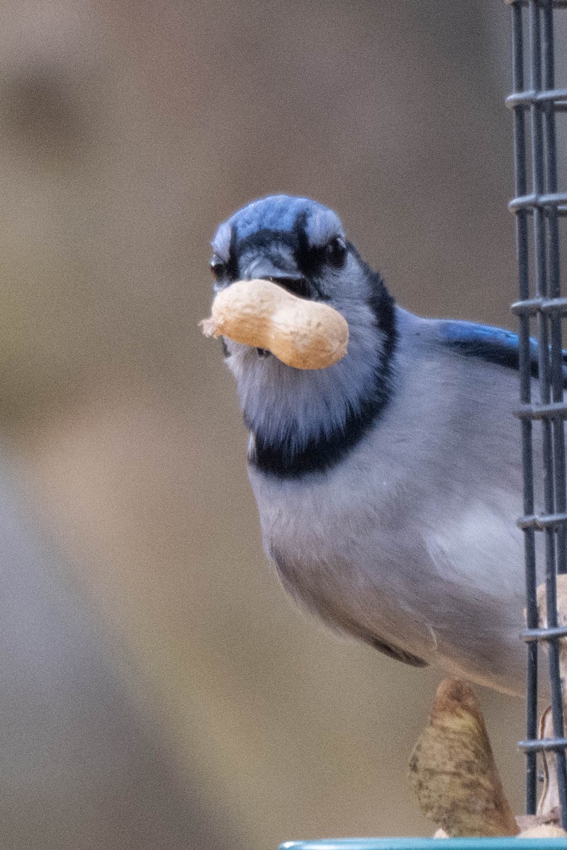 Geai bleu - ML645189104