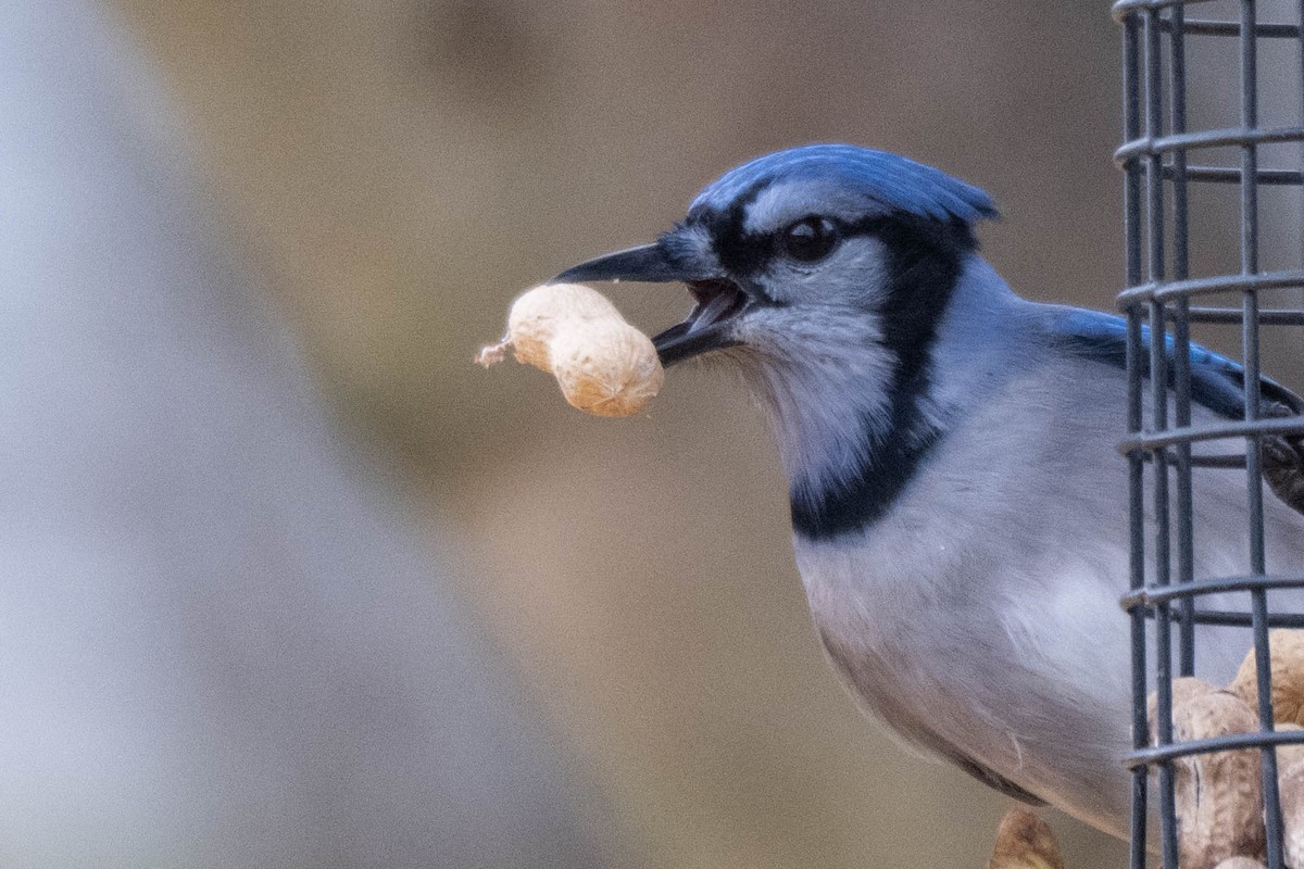 Geai bleu - ML645189105