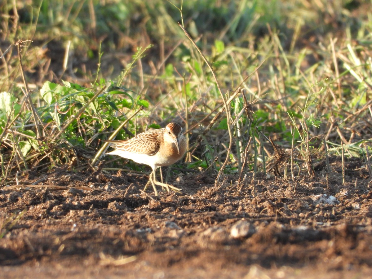 Sharp-tailed Sandpiper - ML645189131