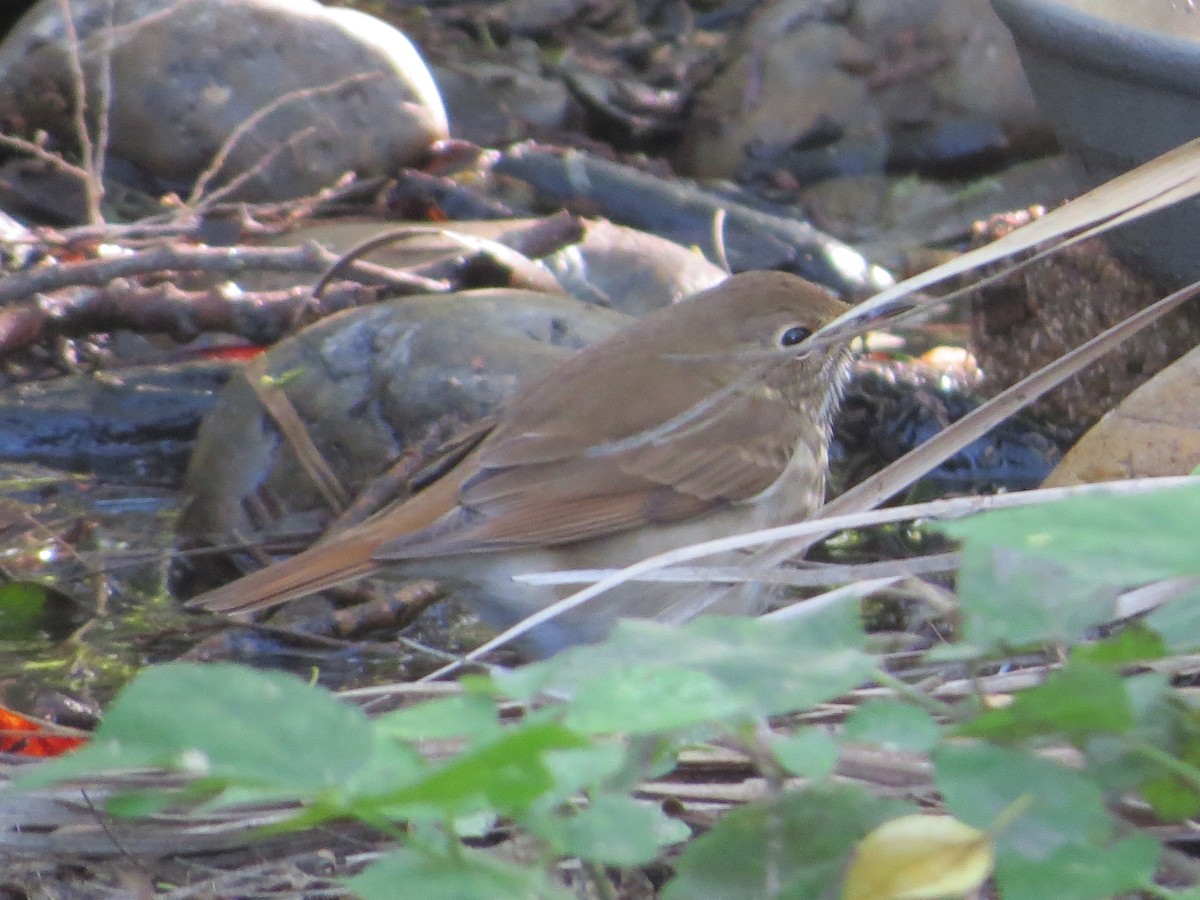 Hermit Thrush - ML645189132
