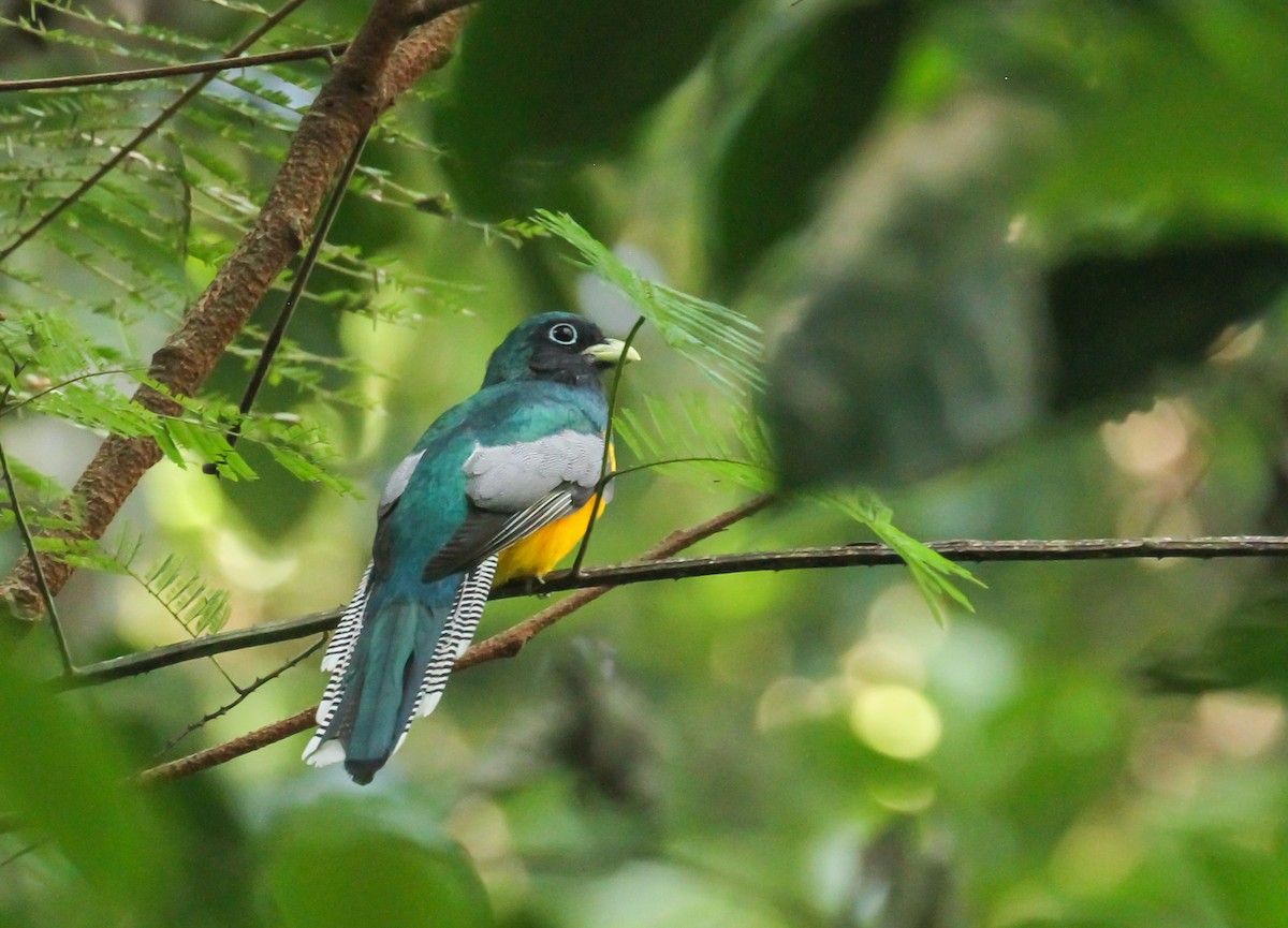 Amazonian Black-throated Trogon - ML645189139