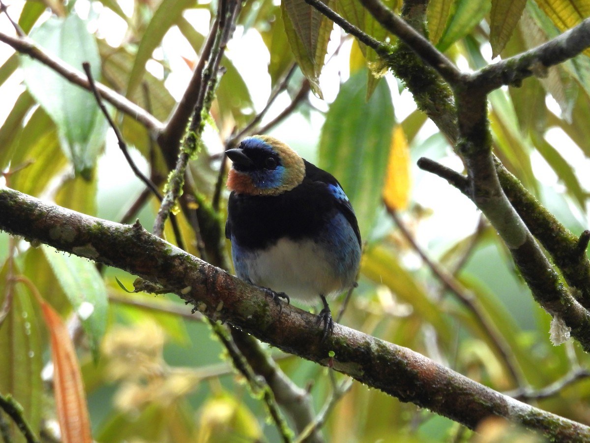 Golden-hooded Tanager - ML645189142