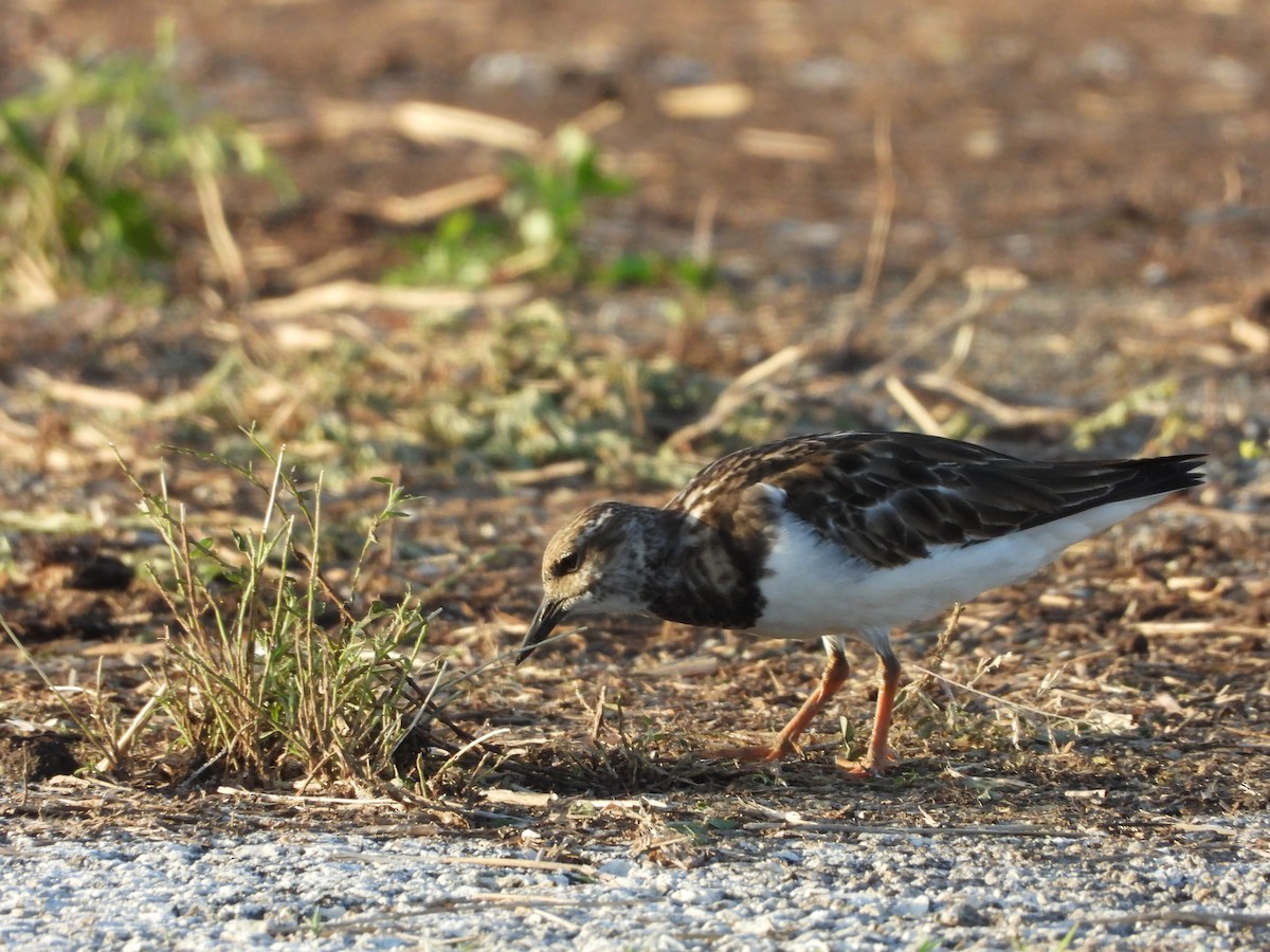 Ruddy Turnstone - ML645189145