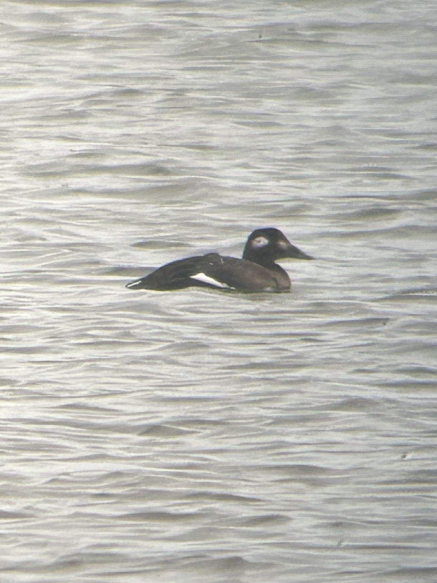 White-winged Scoter - ML645189148