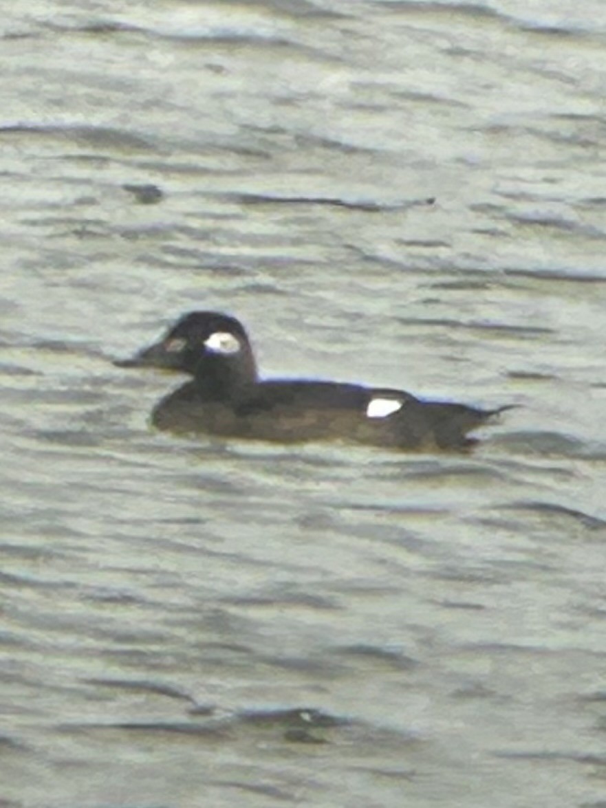 White-winged Scoter - ML645189149