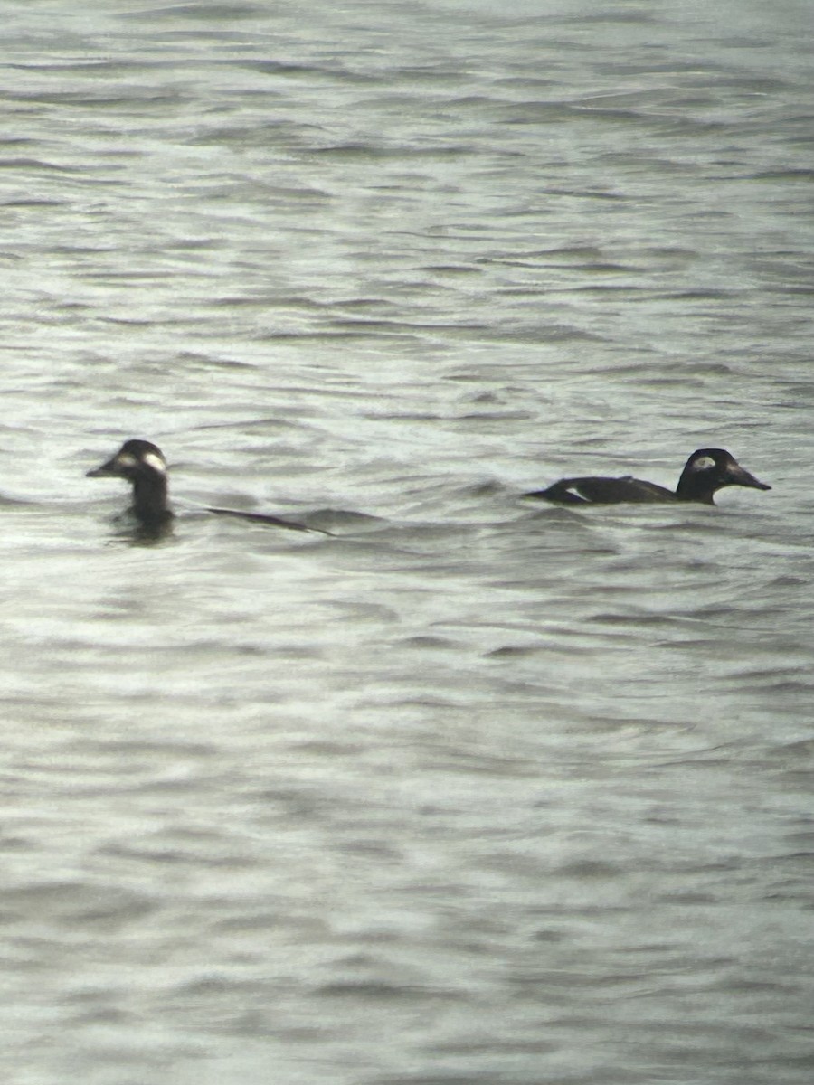 White-winged Scoter - ML645189150