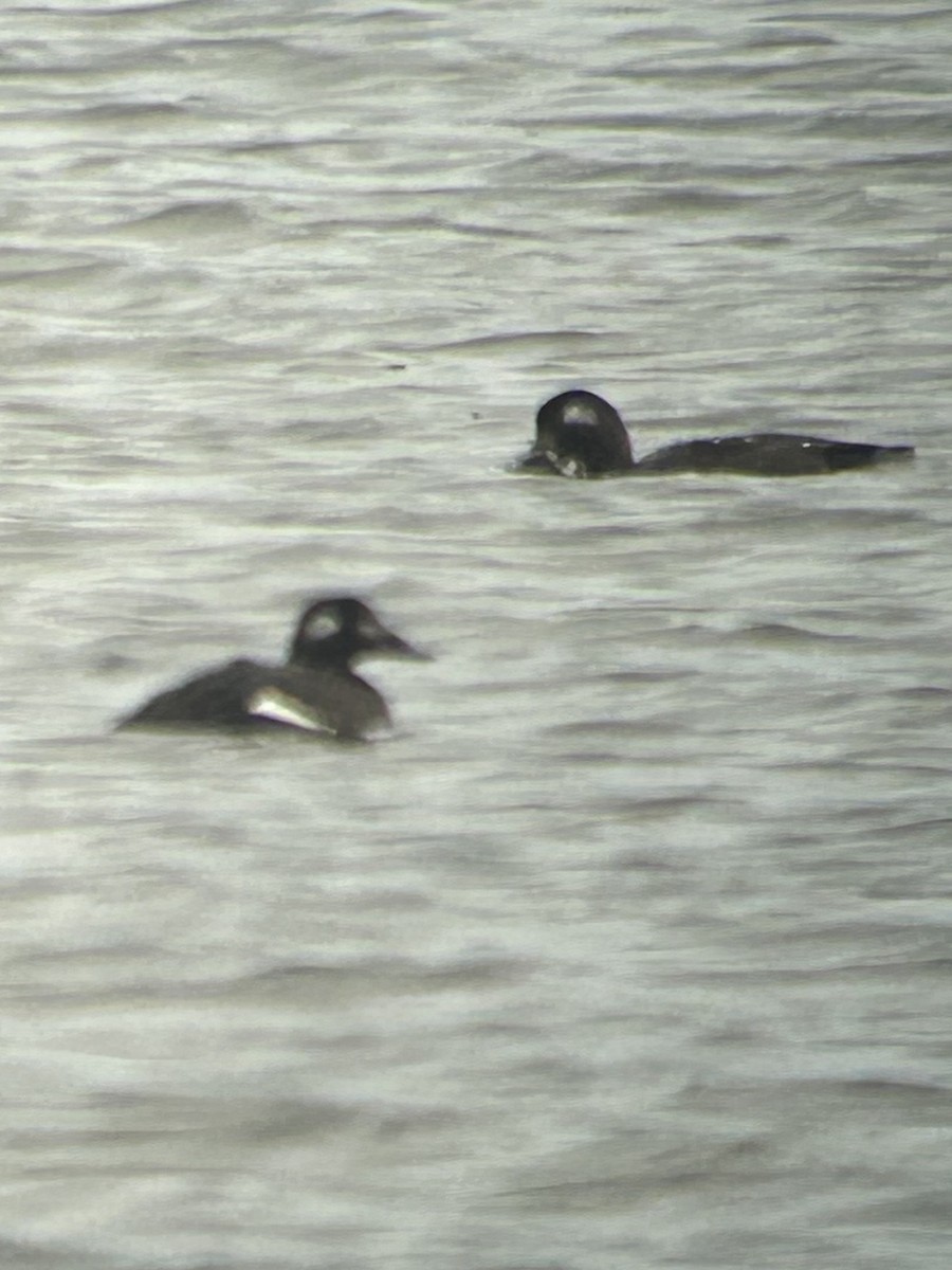White-winged Scoter - ML645189151