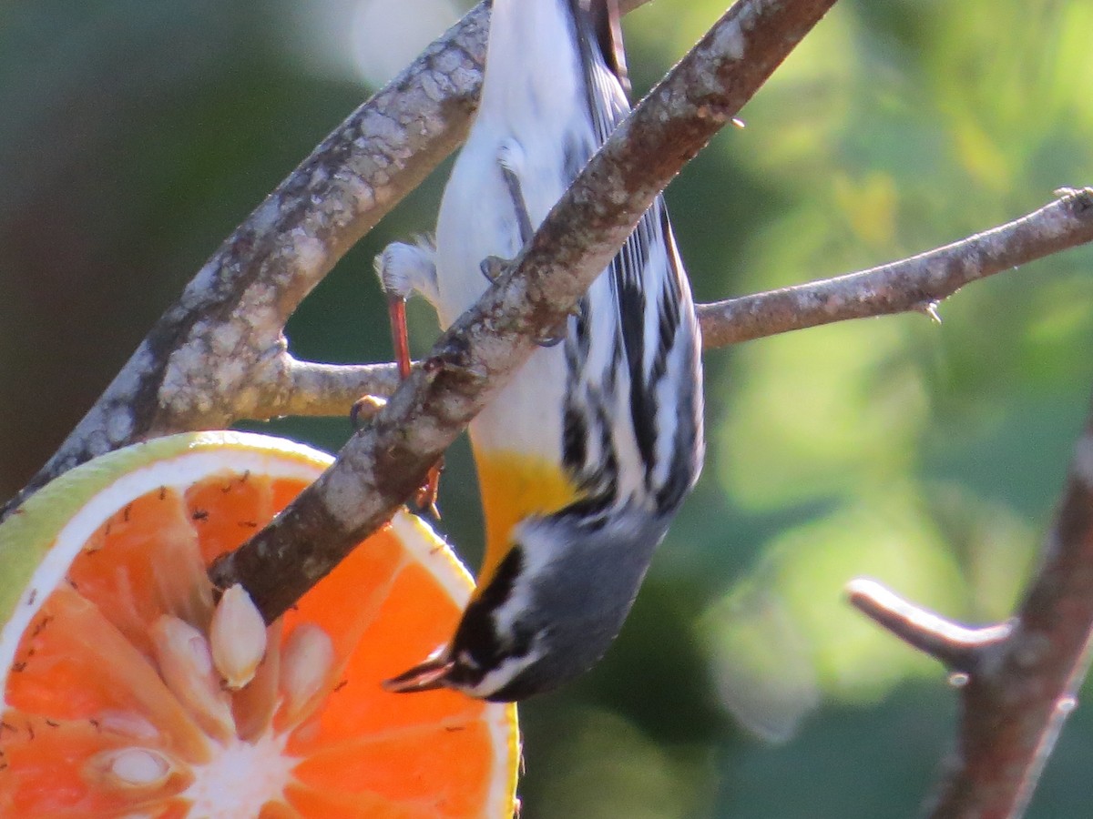 Yellow-throated Warbler - ML645189153