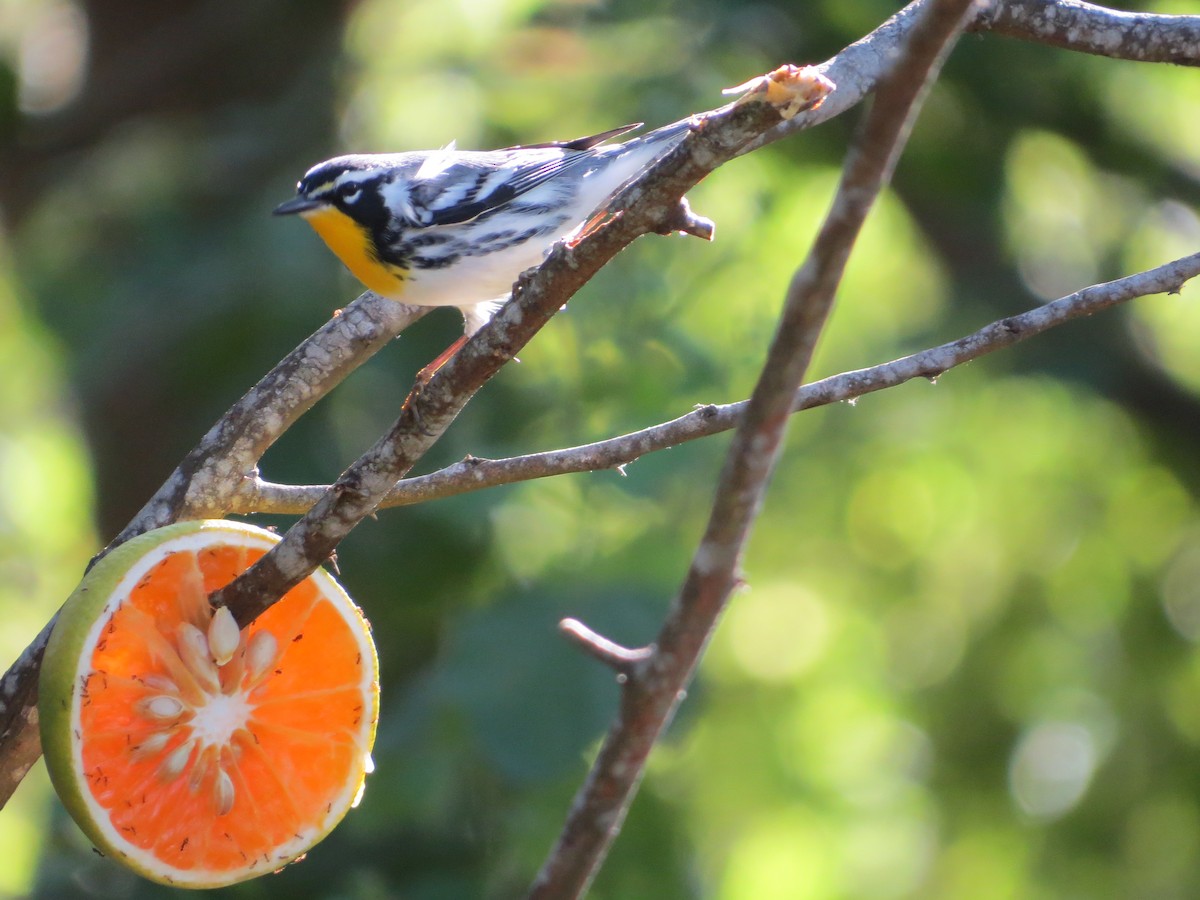 Yellow-throated Warbler - ML645189154