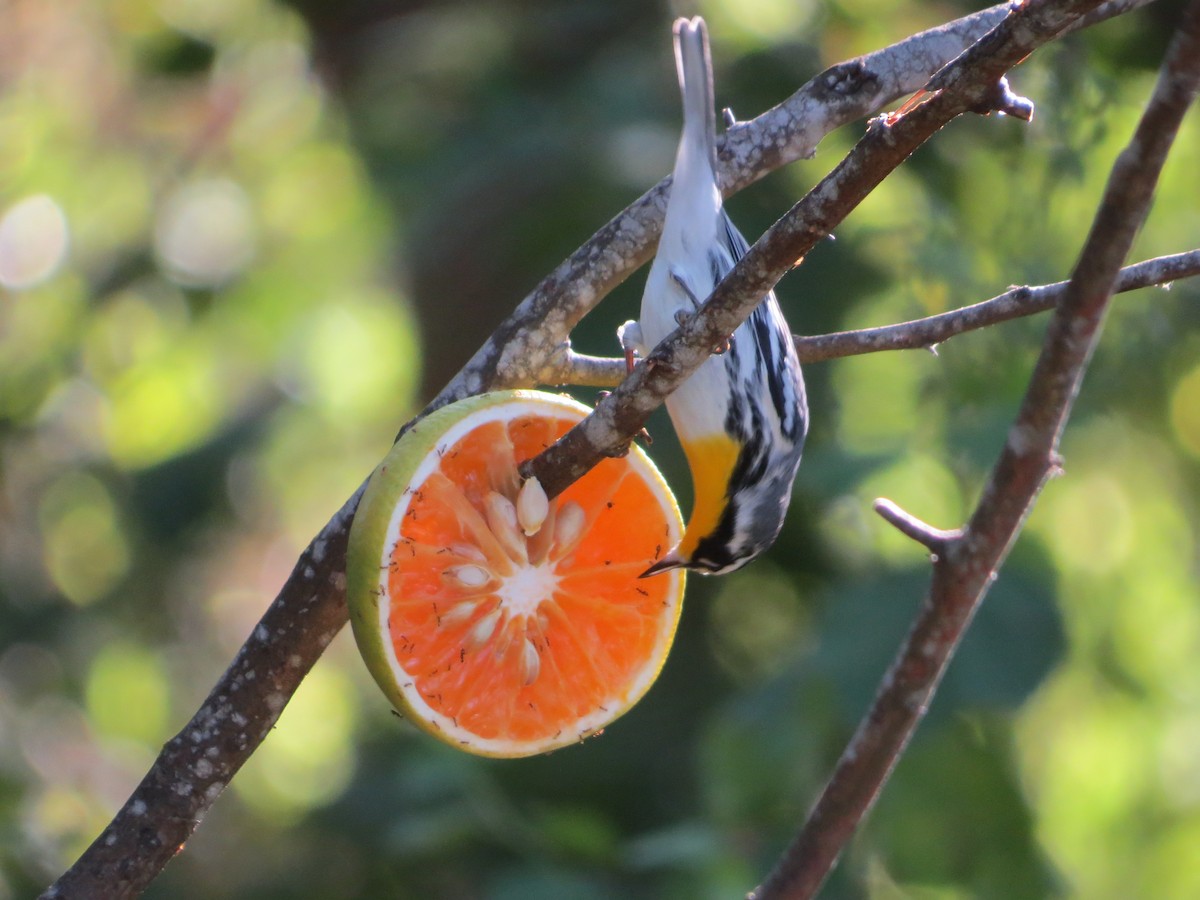 Yellow-throated Warbler - ML645189155