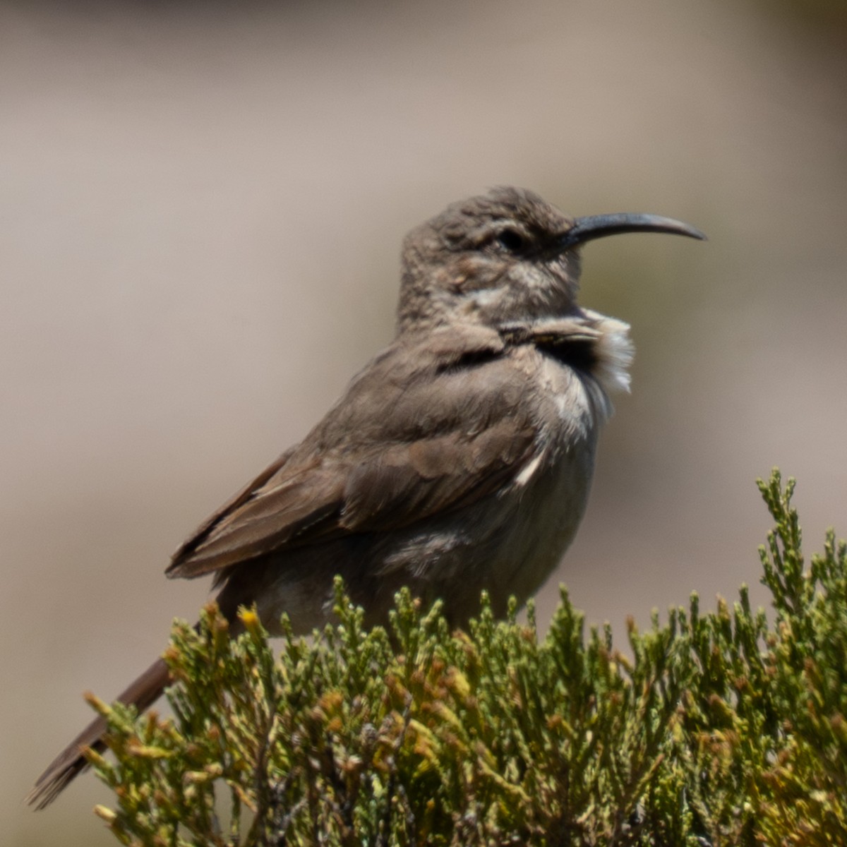 Buff-breasted Earthcreeper - ML645189158
