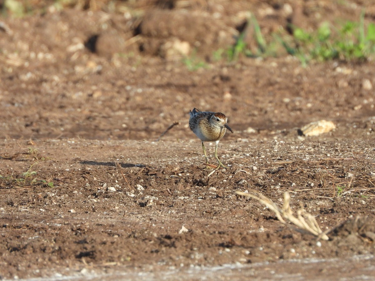 Sharp-tailed Sandpiper - ML645189164