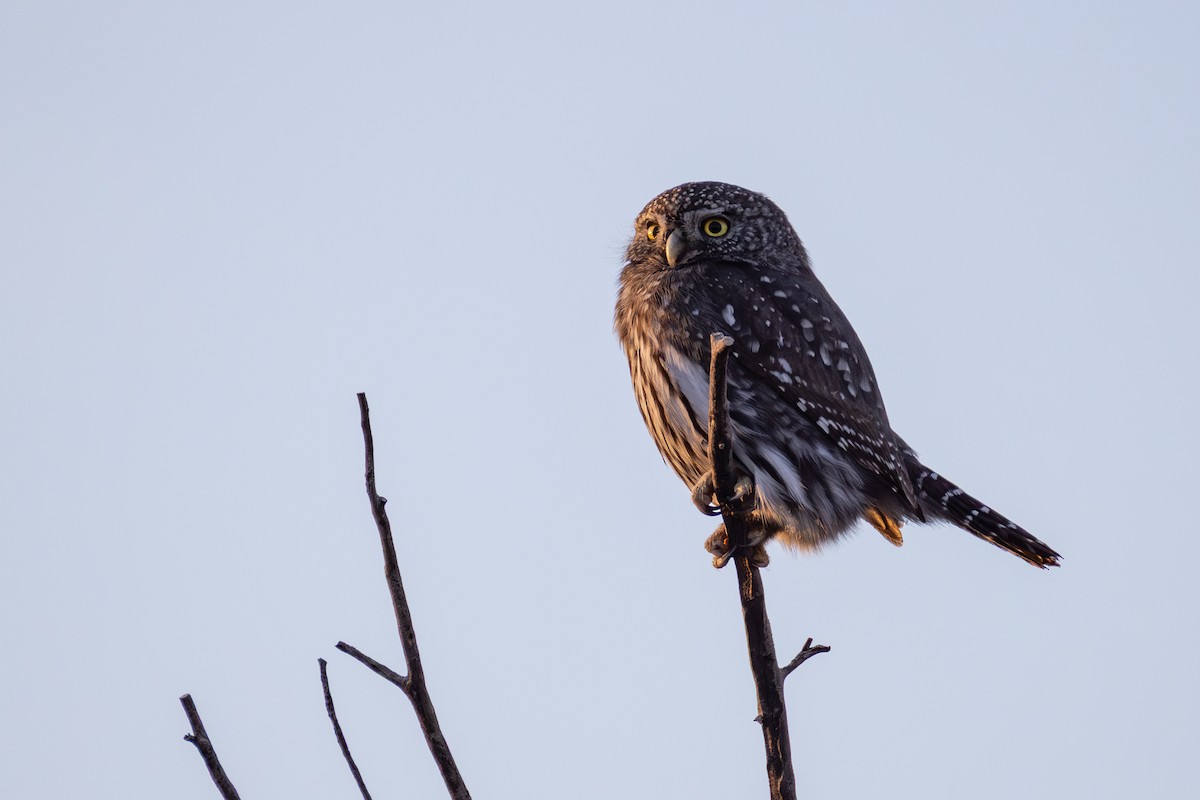 kulíšek mexický - ML645189166