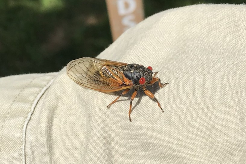 Periodical Cicadas - ML645189170