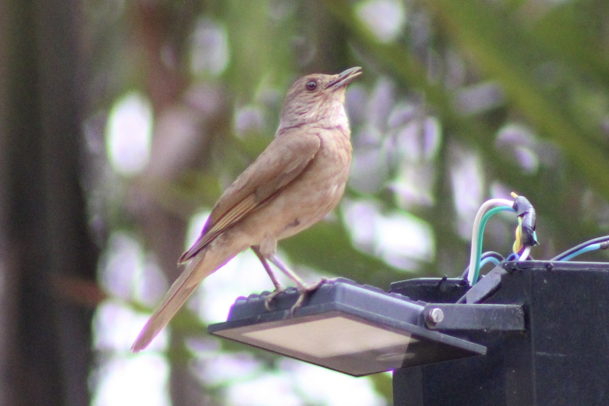 Pale-breasted Thrush - ML645189173