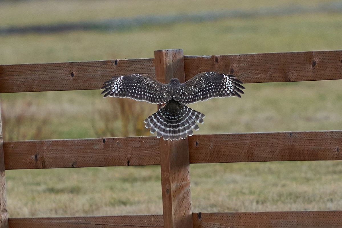 Buse à épaulettes - ML645189174