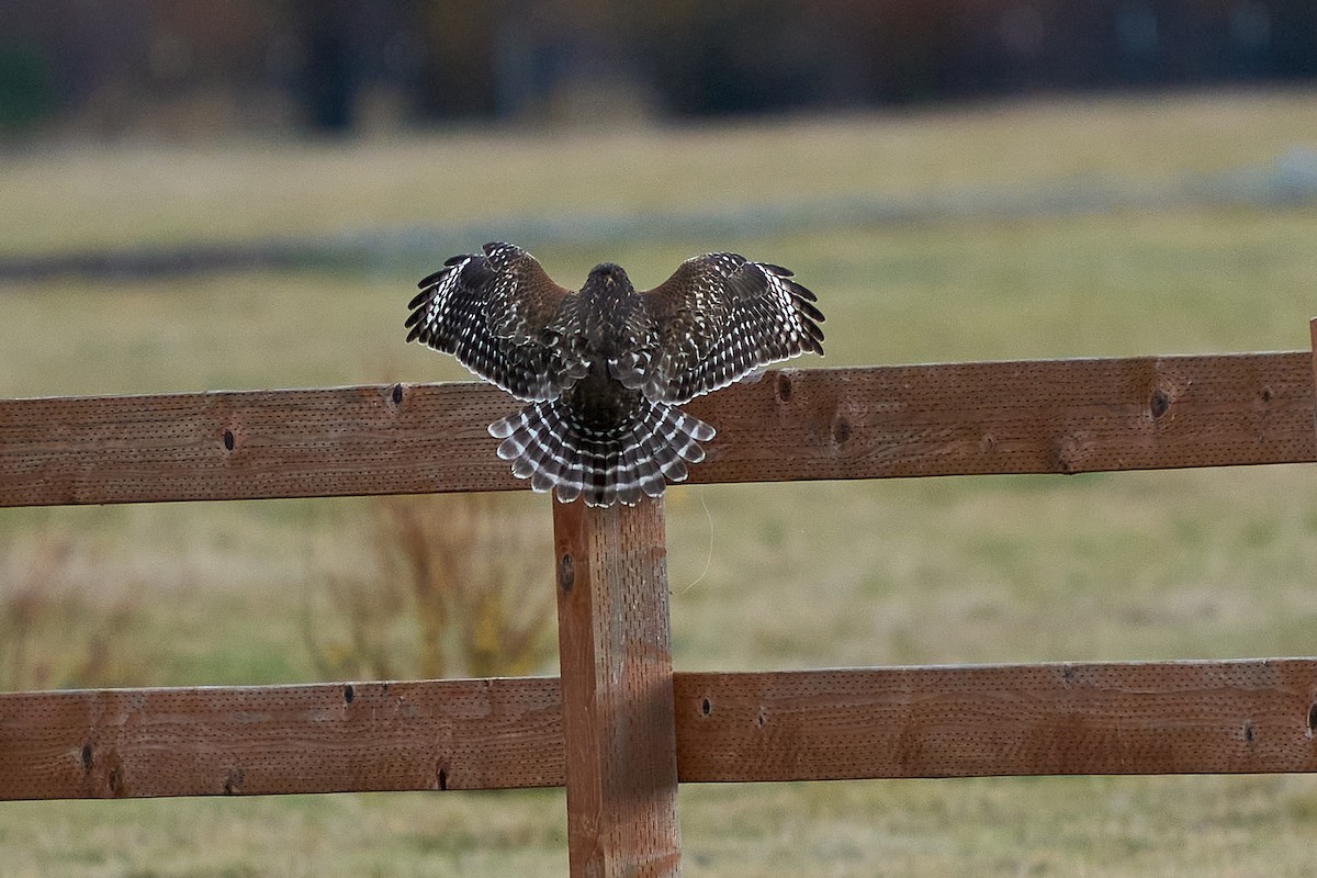 Red-shouldered Hawk - ML645189177