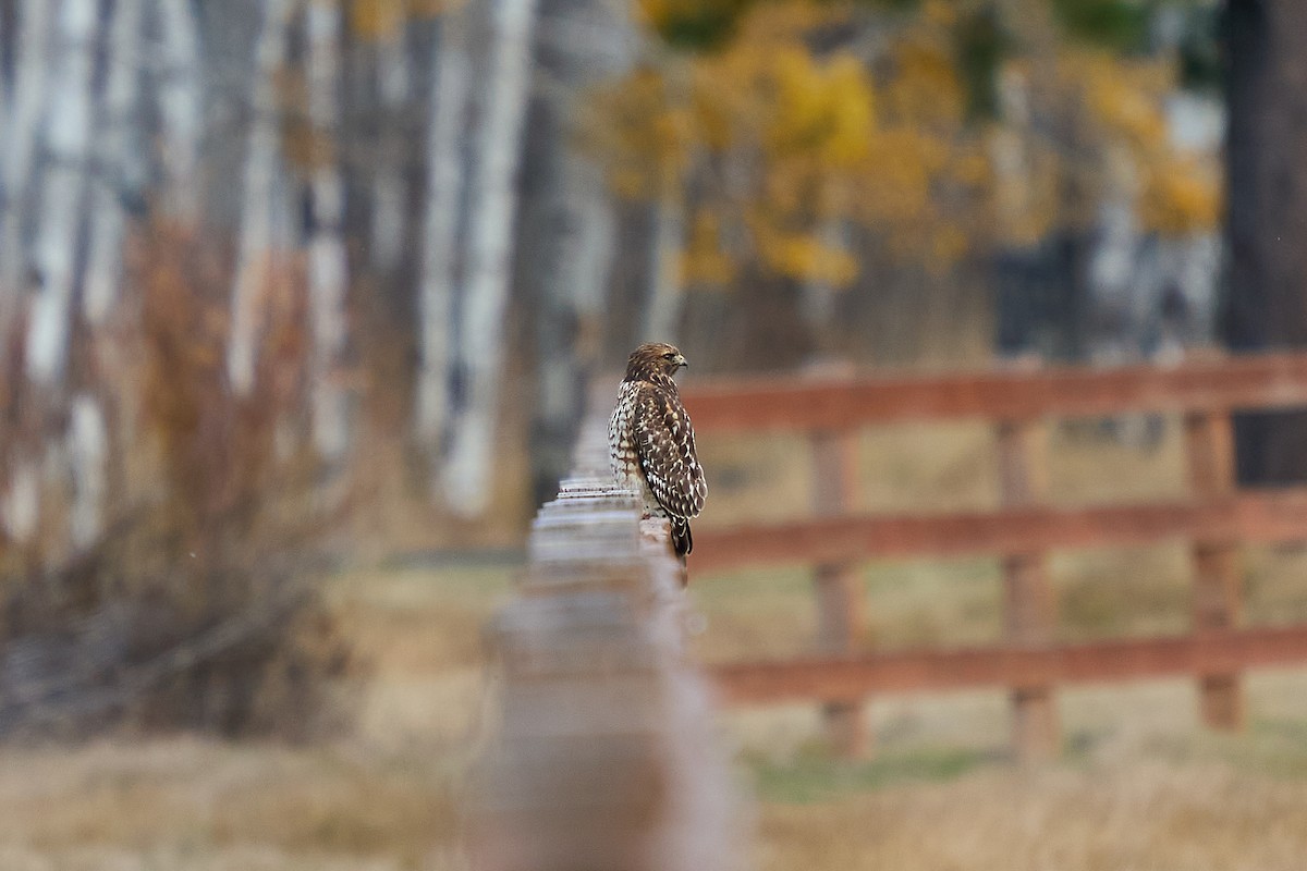 Red-shouldered Hawk - ML645189179