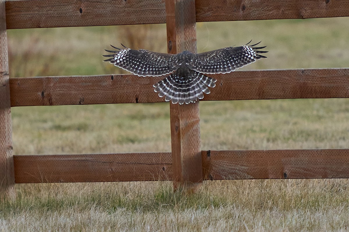 Red-shouldered Hawk - ML645189182