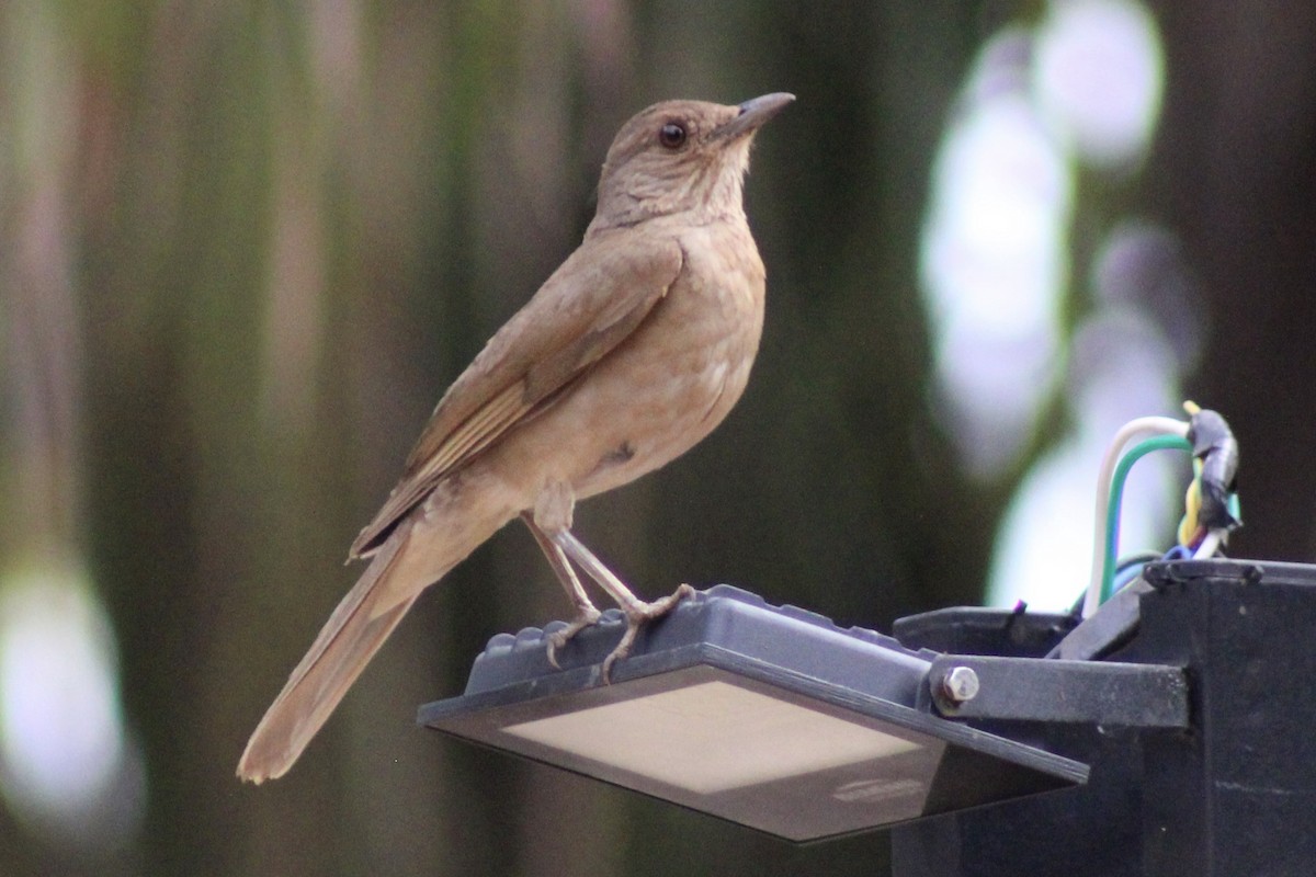 Pale-breasted Thrush - ML645189183