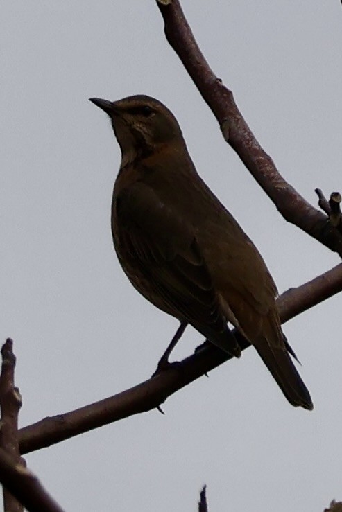 Naumann's Thrush - ML645189185