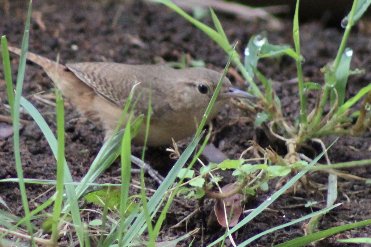 Southern House Wren - ML645189187