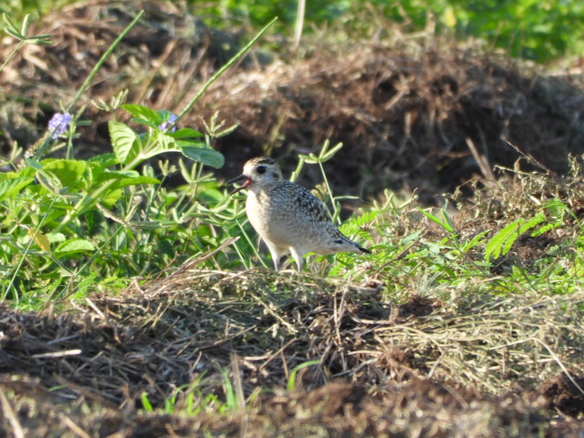 Pacific Golden-Plover - ML645189188