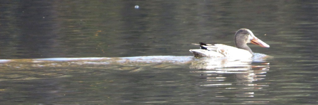 Northern Shoveler - ML645189189
