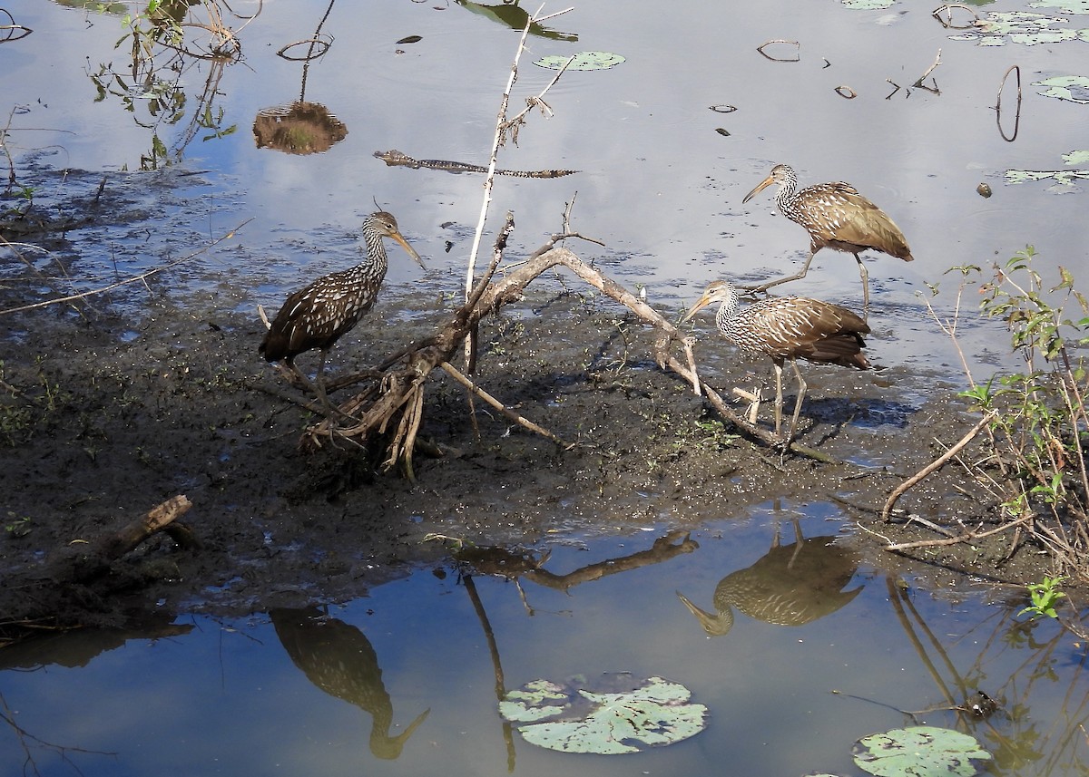 Limpkin - ML645189190