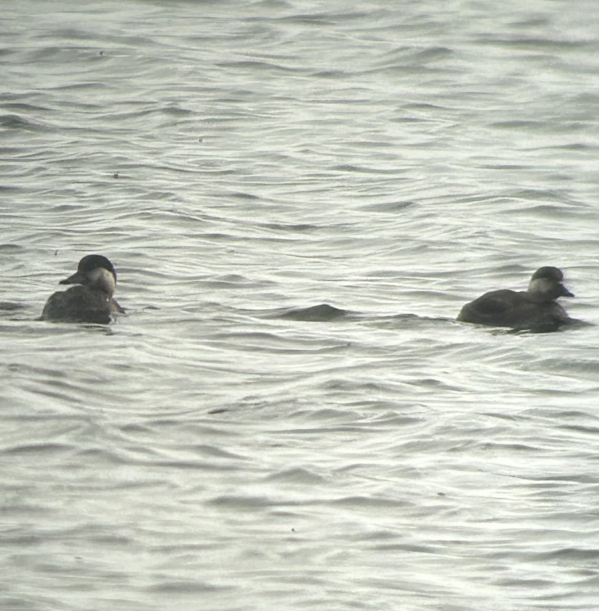 Black Scoter - ML645189193
