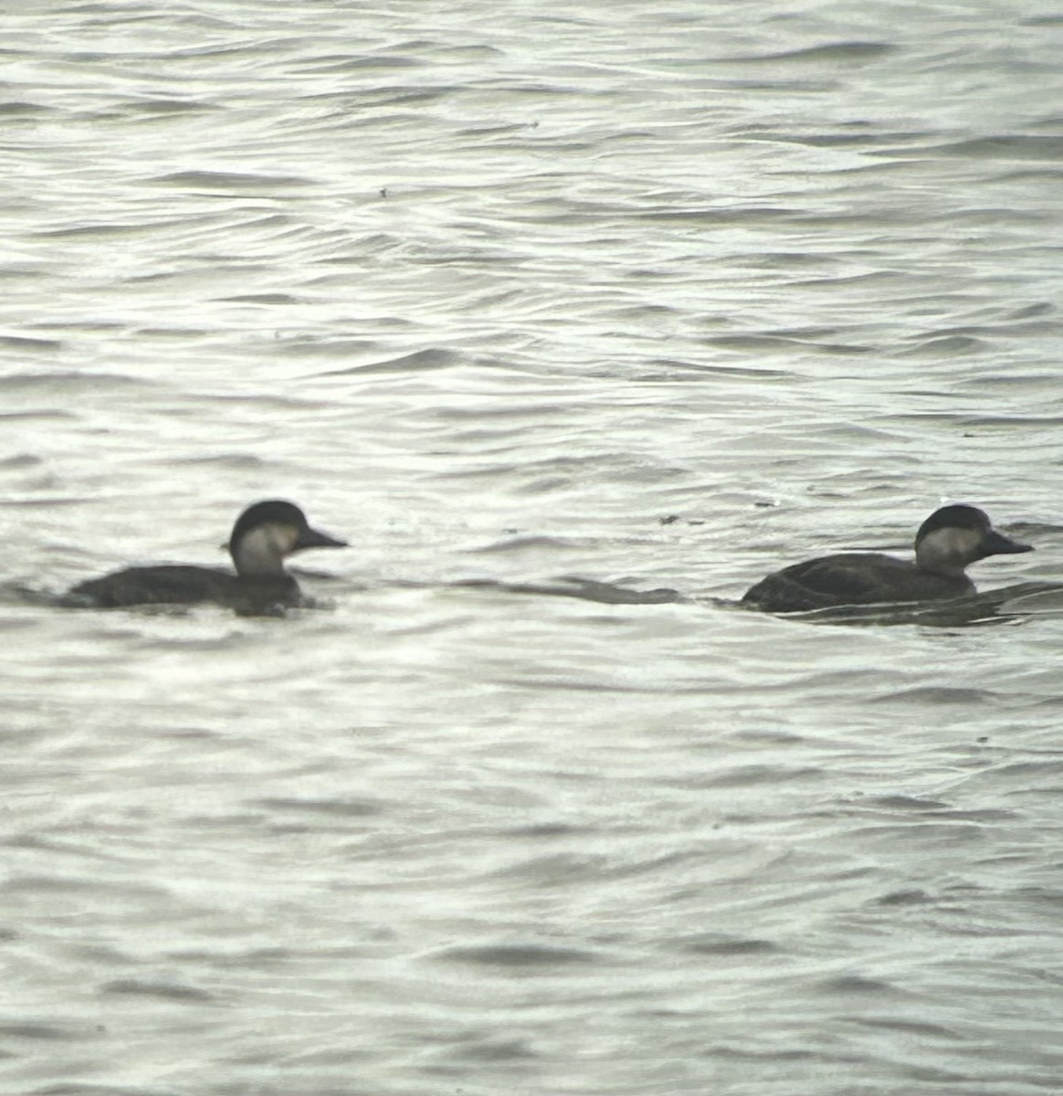 Black Scoter - ML645189194