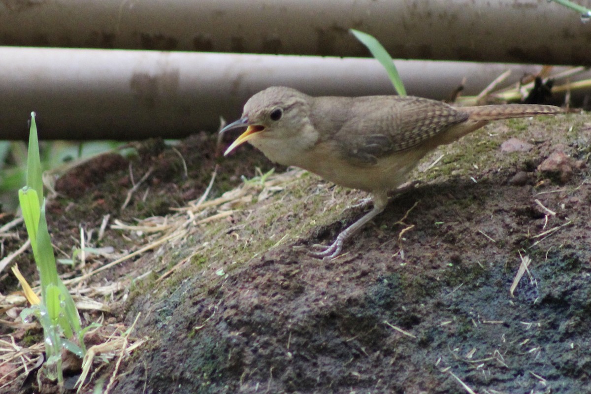 Southern House Wren - ML645189195