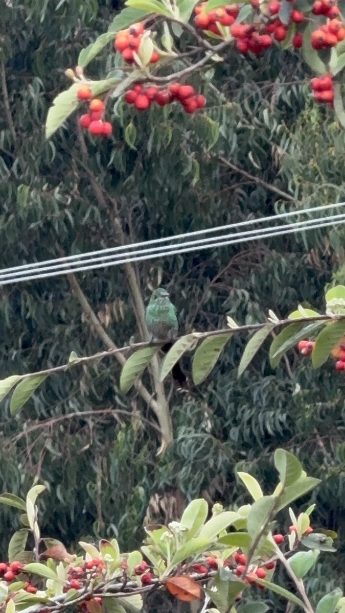 Green-tailed Trainbearer - ML645189200