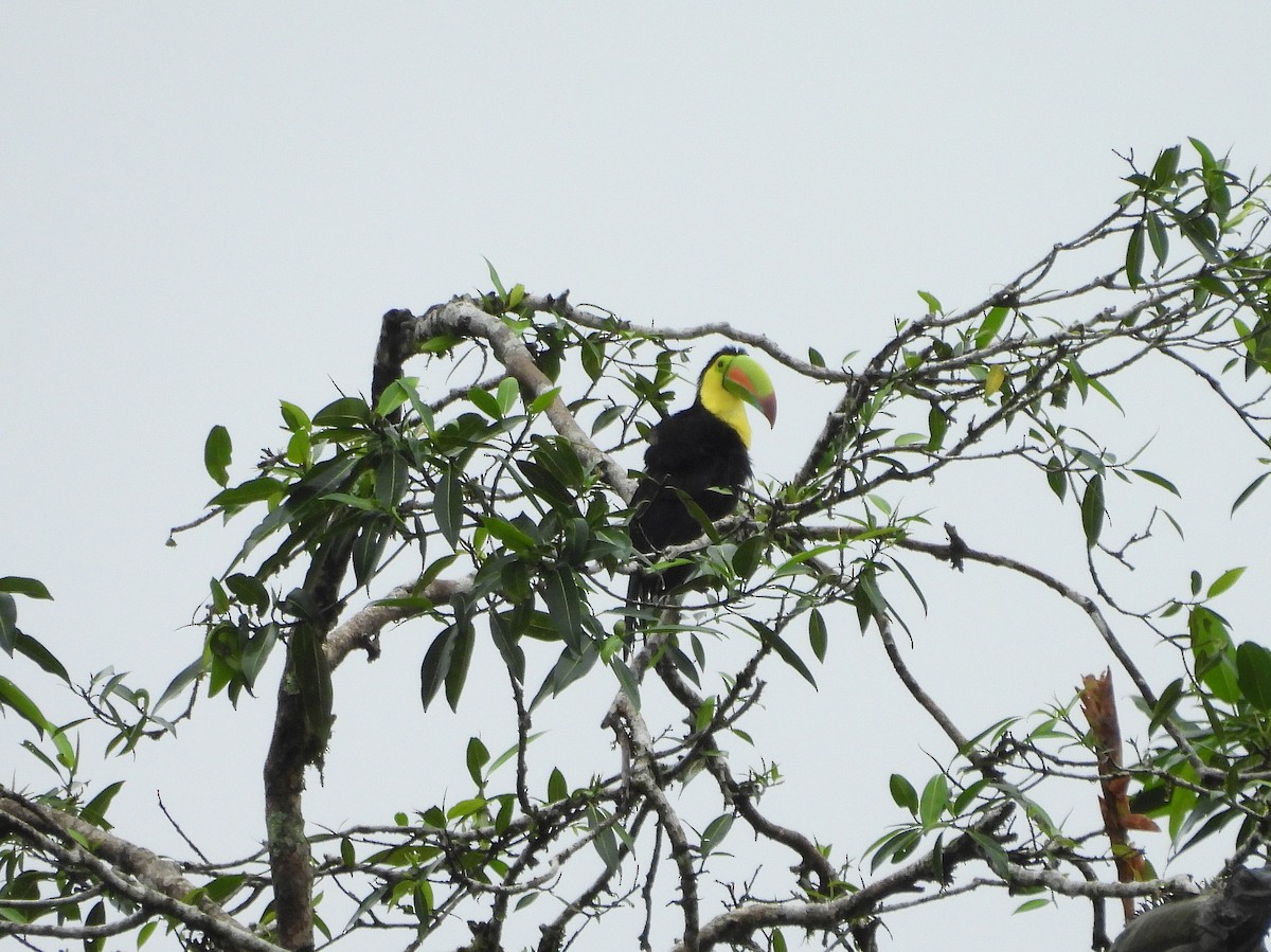 Keel-billed Toucan - ML645189201