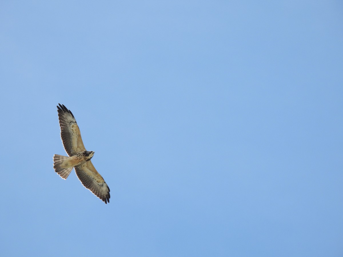 Swainson's Hawk - ML645189202