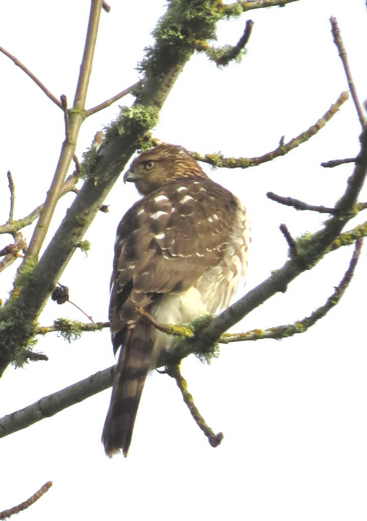 Sharp-shinned Hawk - ML645189203